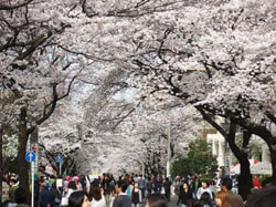 駅前の通りの桜